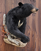 bear mount